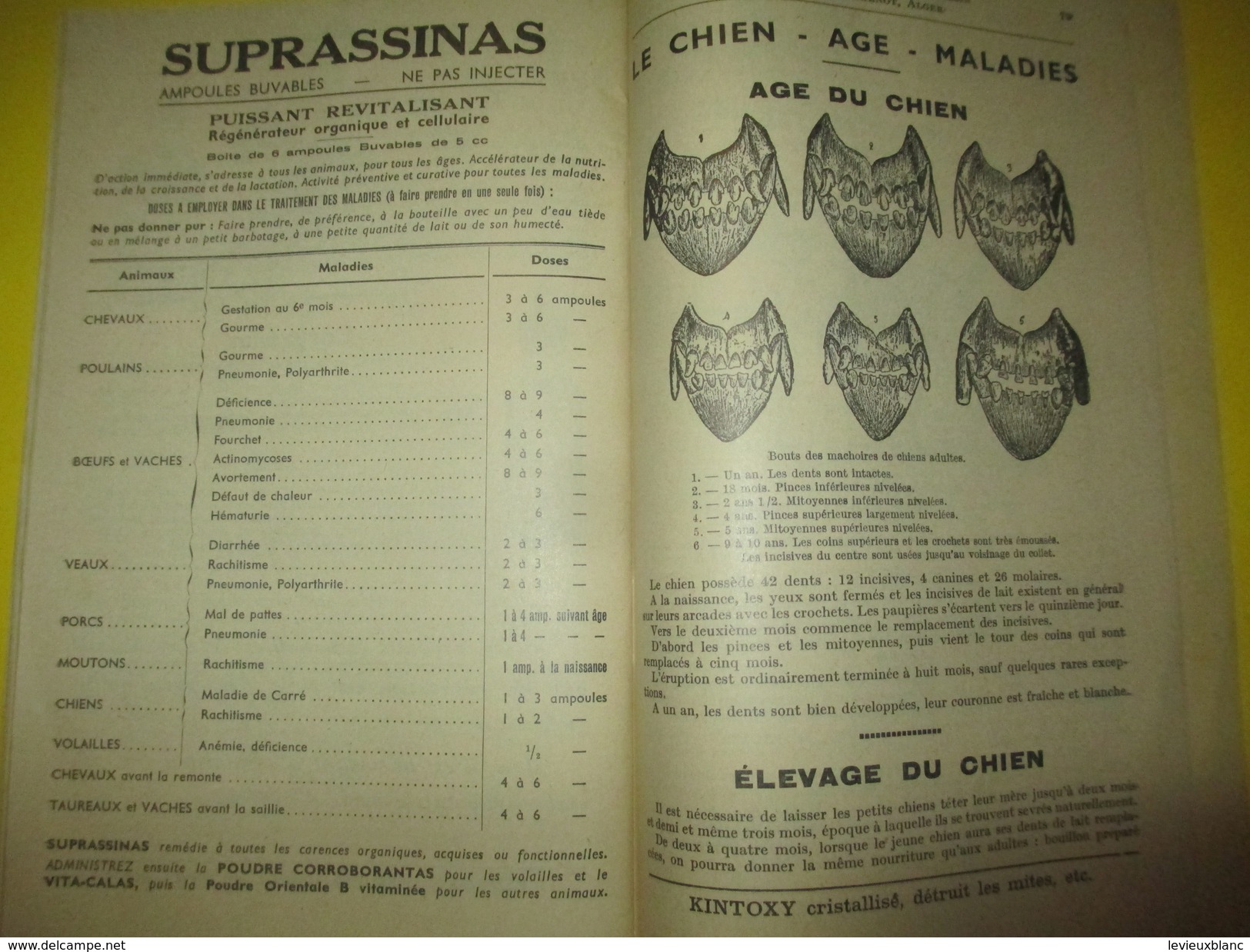 Elevage/Catalogue / Fabrique spéciale de Produits Vétérinaires/Adrien Sassin/ ORLEANS / ALGER/ 1955          CAT158
