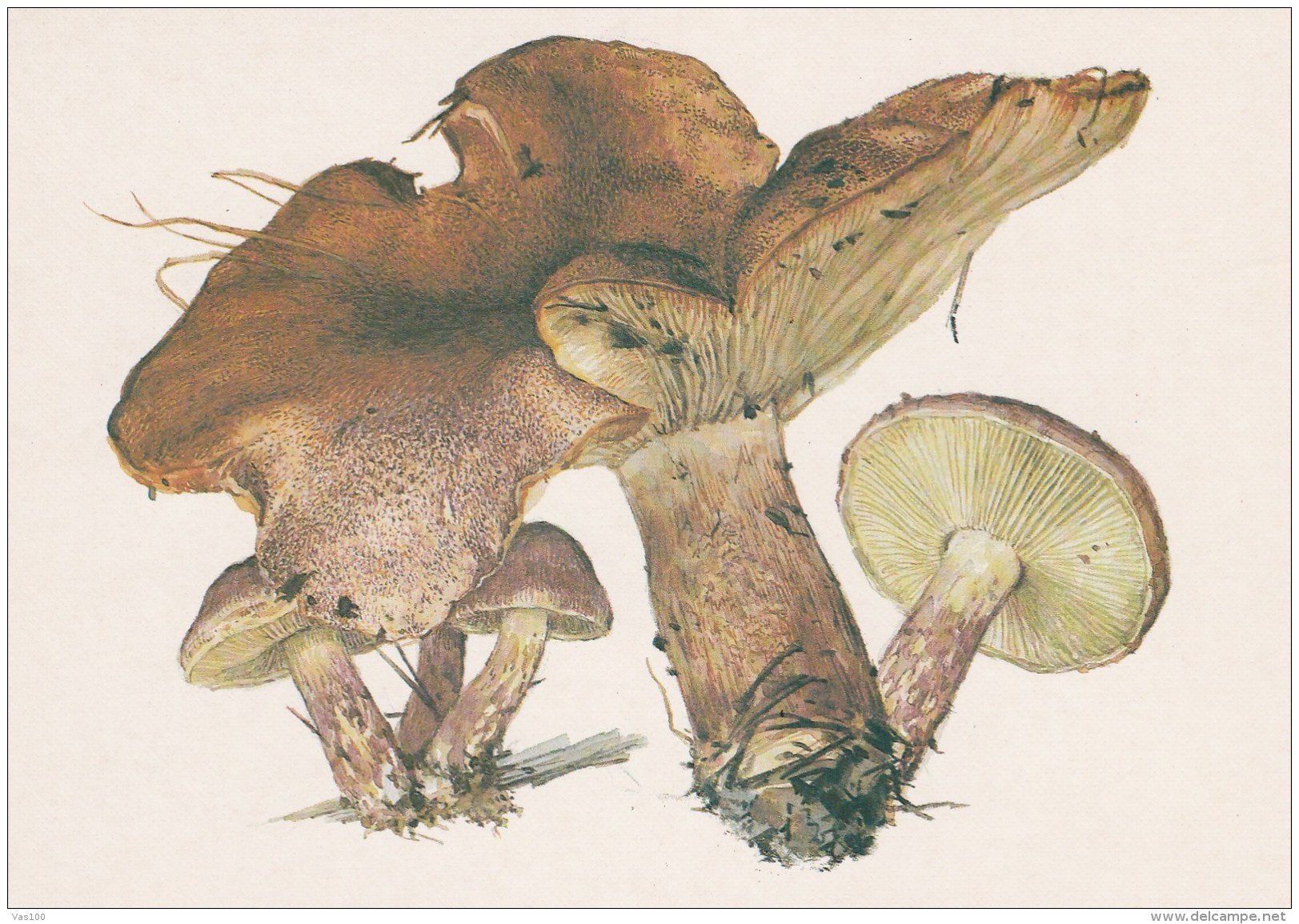 #BV4155  MUSHROOMS,  PLANTS, POST CARD, ORIGINAL PHOTO. - Paddestoelen