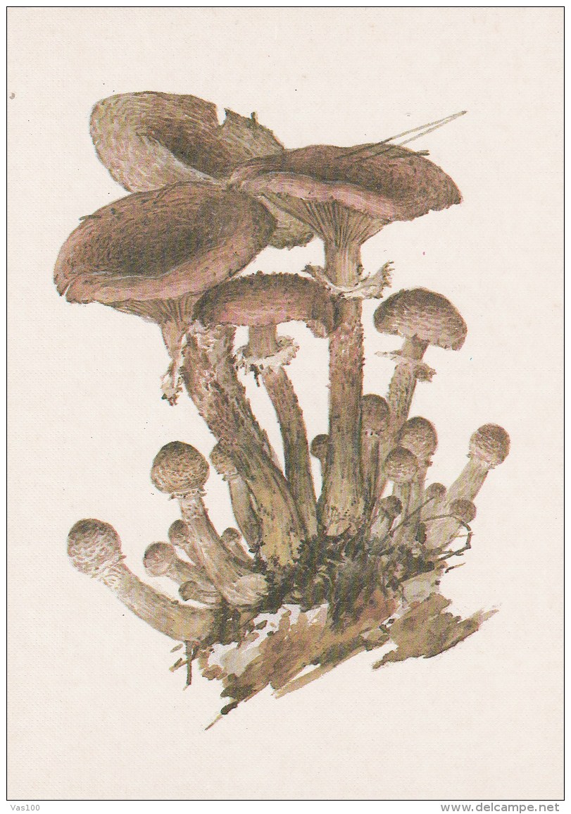 #BV4156  MUSHROOMS,  PLANTS, POST CARD, ORIGINAL PHOTO. - Paddestoelen