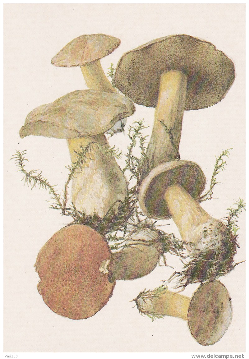 #BV4159  MUSHROOMS,  PLANTS, POST CARD, ORIGINAL PHOTO. - Paddestoelen