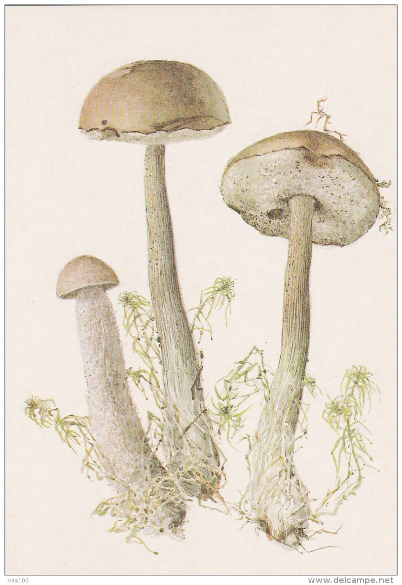 #BV4161  MUSHROOMS,  PLANTS, POST CARD, ORIGINAL PHOTO. - Paddestoelen