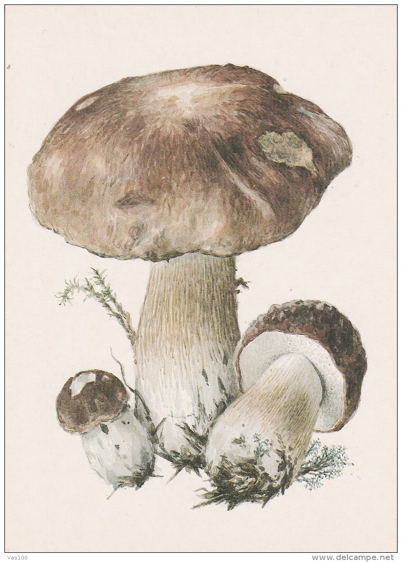 #BV4162  MUSHROOMS,  PLANTS, POST CARD, ORIGINAL PHOTO. - Paddestoelen