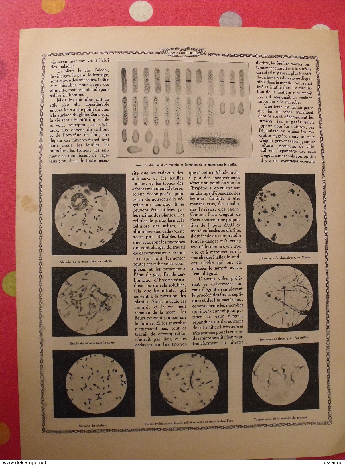 Le Monde Et La Science 1935. Bactériologie Beurre Margarine Café Champagne Chauffage. Nombreuses Photos Encyclopédie - Encyclopédies