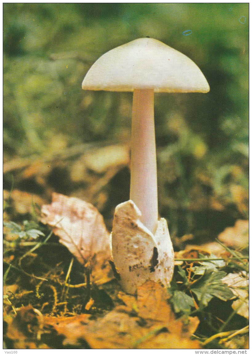 #BV4388  MUSHROOMS, PLANT, NATURE, POST CARD. - Paddestoelen