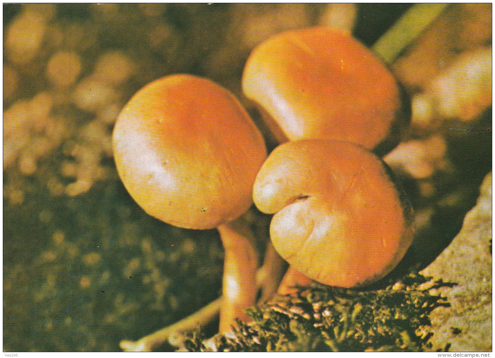 #BV4393   MUSHROOMS, PLANT, NATURE, POST CARD. - Paddestoelen