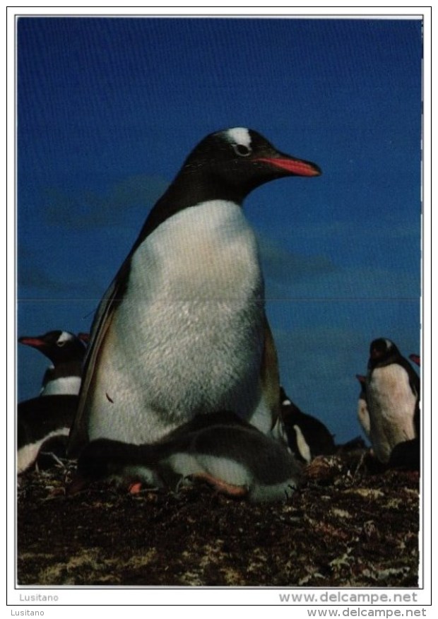 FALKLAND ISLANDS - GENTOO PENGUINS BIRD BIRDS OISEAU OISEAUX (2 SCANS) - Falkland Islands