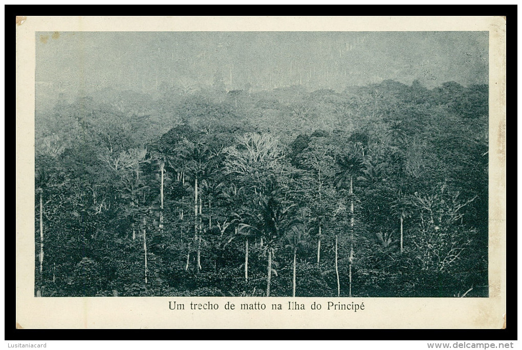 SÃO TOMÉ E PRÍNCIPE - Um Trecho De Matto Na Ilha Do Principe ( Ed. José Teixeira Barboza) Carte Postale - Sao Tome And Principe