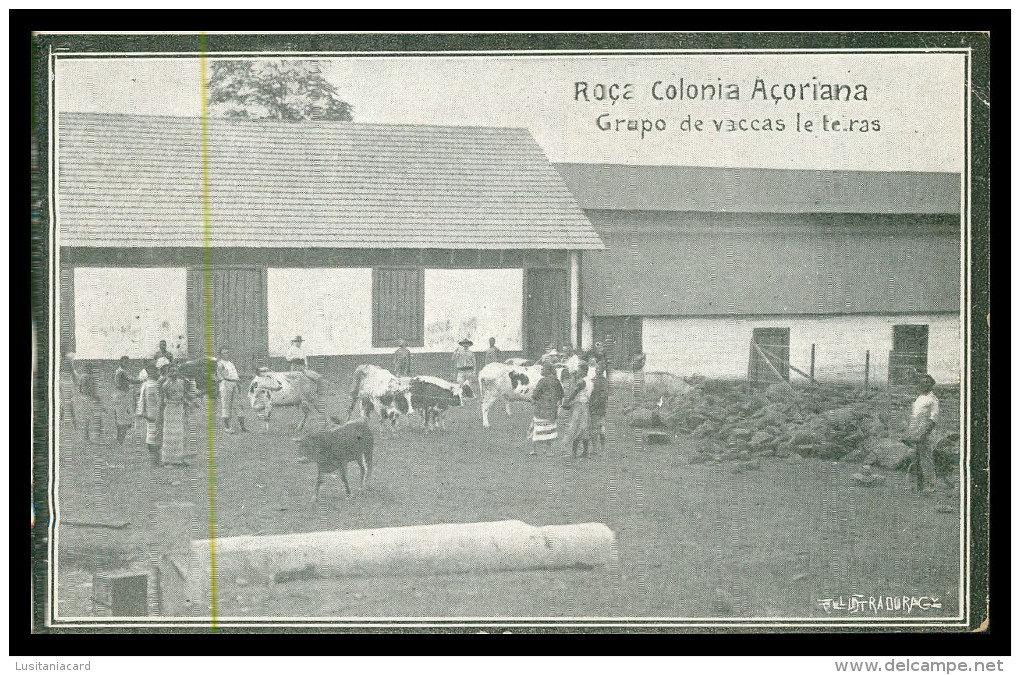 SÃO TOMÉ E PRÍNCIPE - Roça Colonia Açoriana - Grupo De Vacas Leiteiras (Ed. "A Ilustradora") Carte Postale - São Tomé Und Príncipe