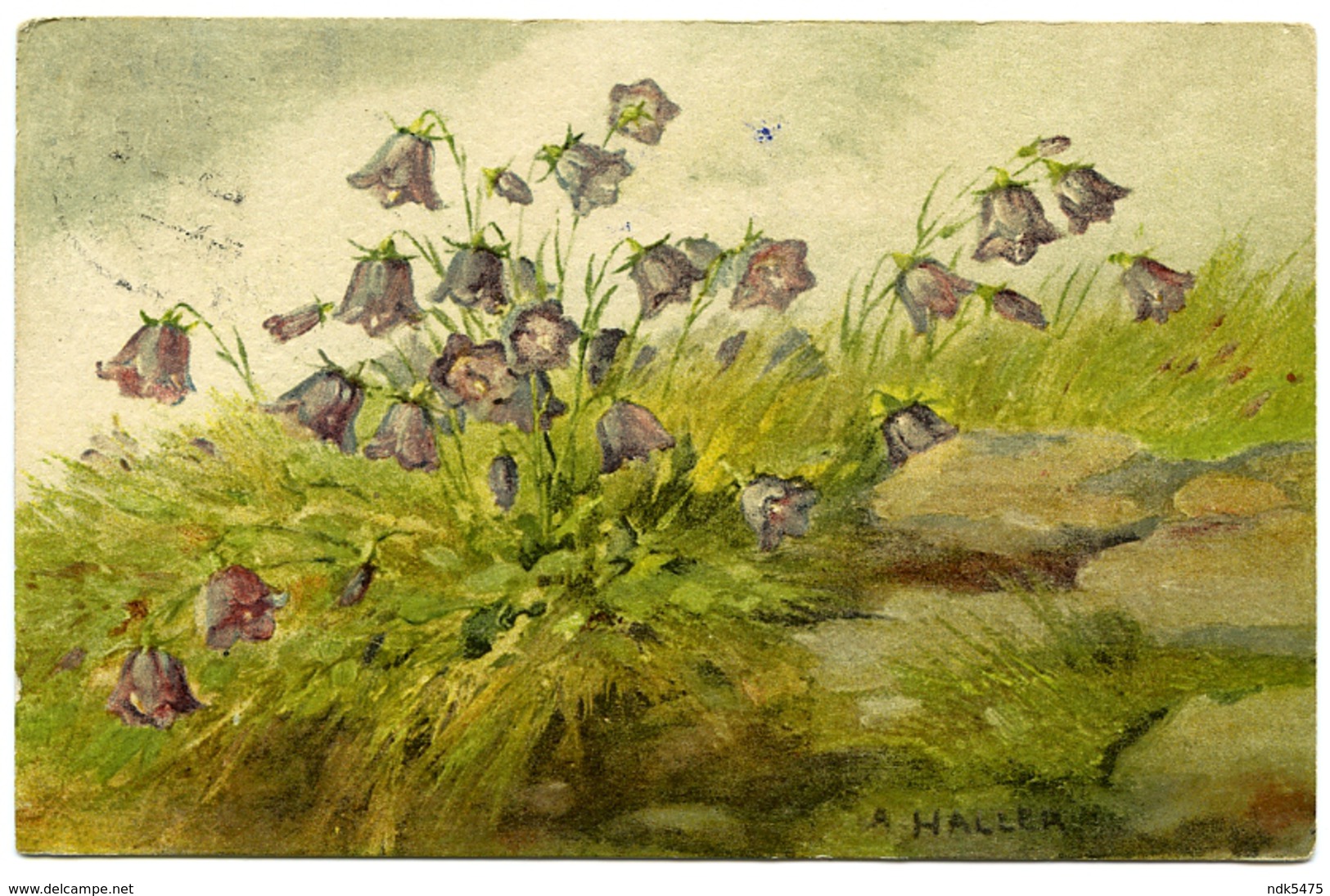 ARTIST : A. HALLER - SWISS ALPINE FLOWERS / ADDRESS - COVENTRY, TILE HILL (REYNOLDS) - Haller, A.