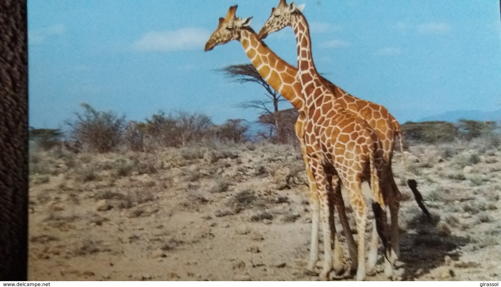 CPM  GIRAFE RETICULATED GIRAFFE  WWF  PHOTO JOHN SHAW - Giraffes