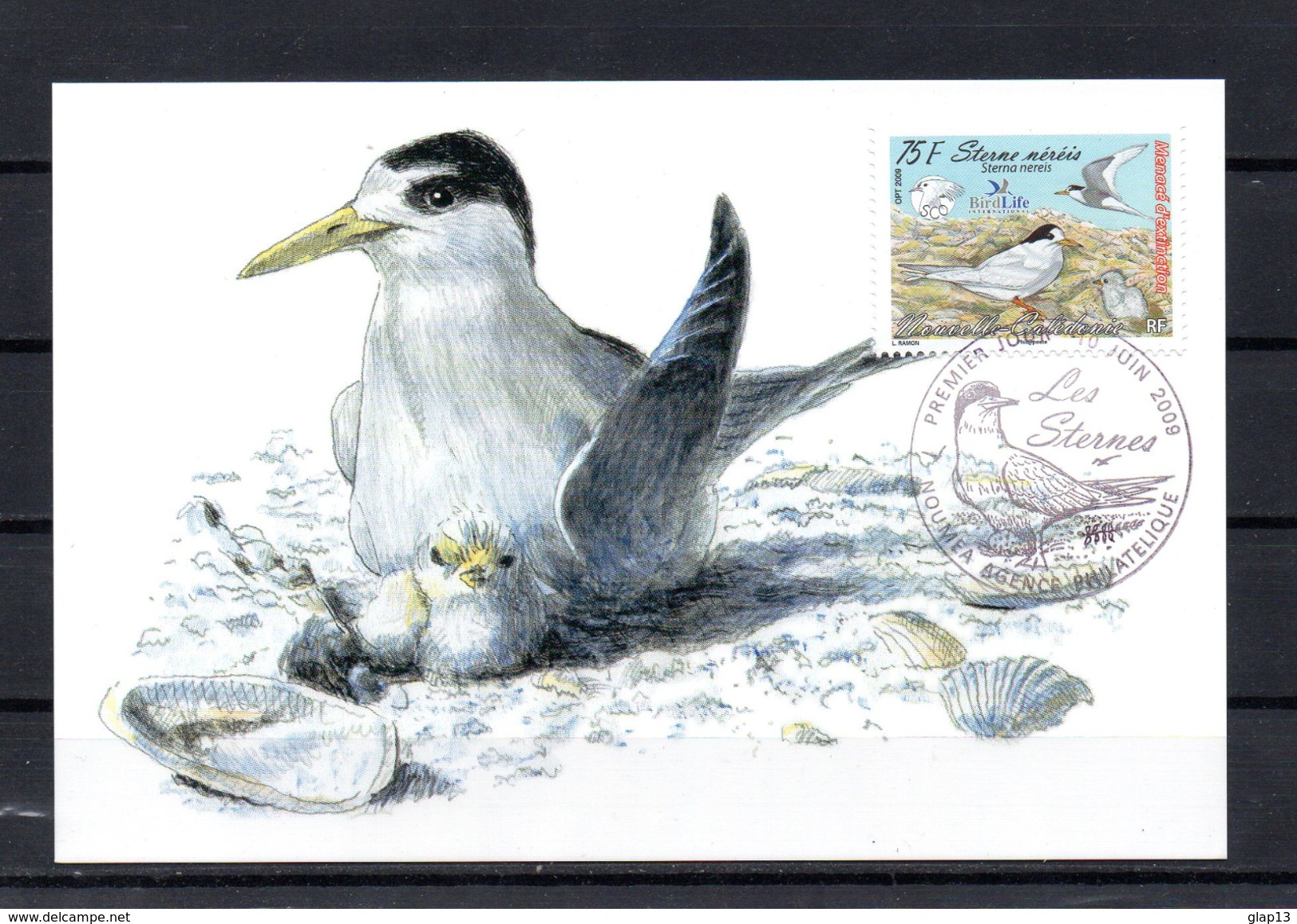 NOUVELLE CALEDONIE 2009 CARTE MAXIMUM TIMBRES N°1066/68 OISEAUX - LES STERNES - Maximum Cards