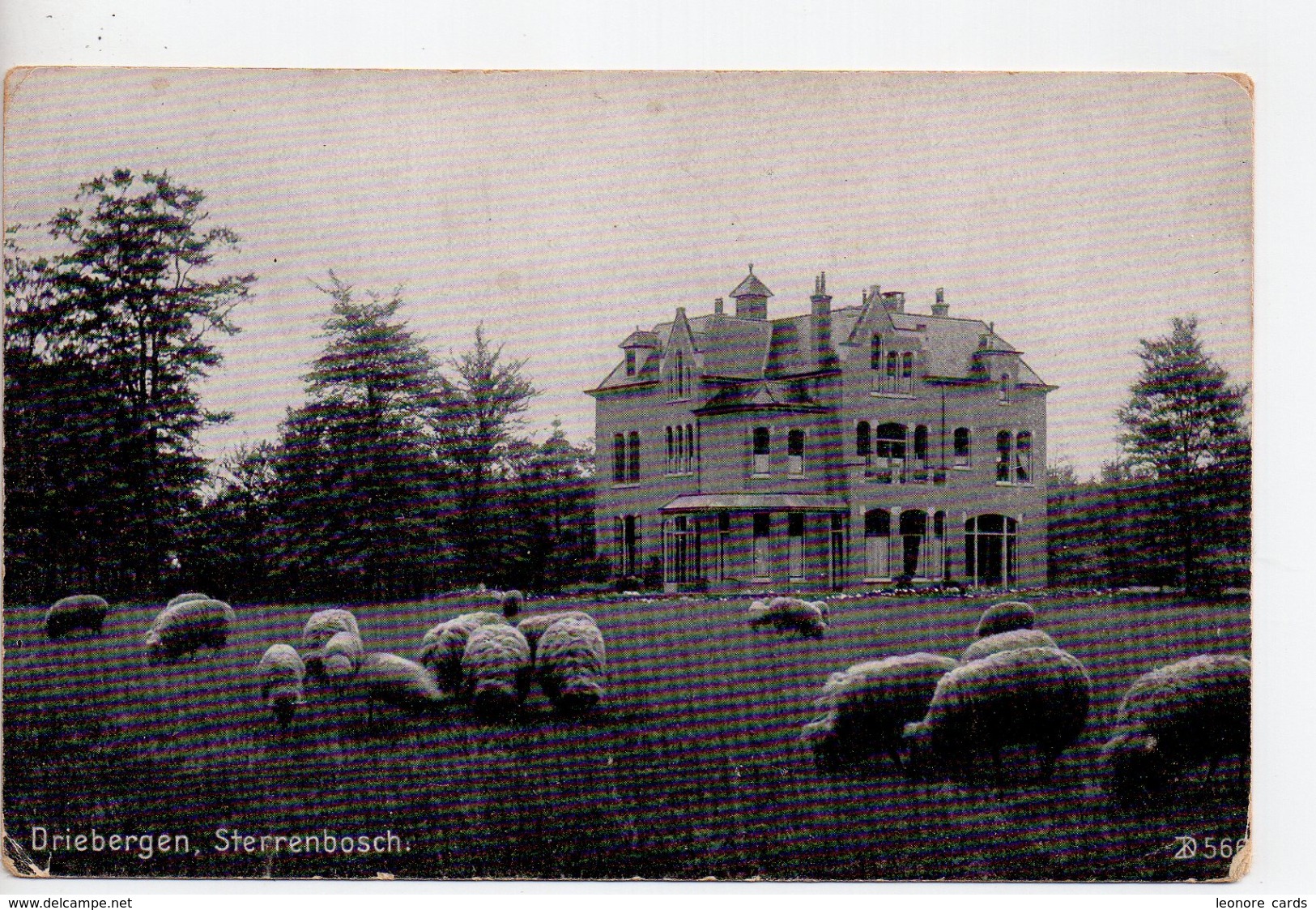 CPA.Pays-Bas.Driebergen.Sterrenbosch.moutons - Driebergen – Rijsenburg