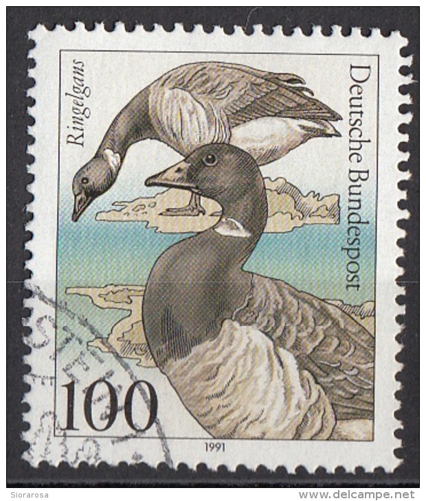 1651 Germania 1991 Uccelli Birds Anatre Oche Branta Bernicla Viaggiato Used Germany - Oche