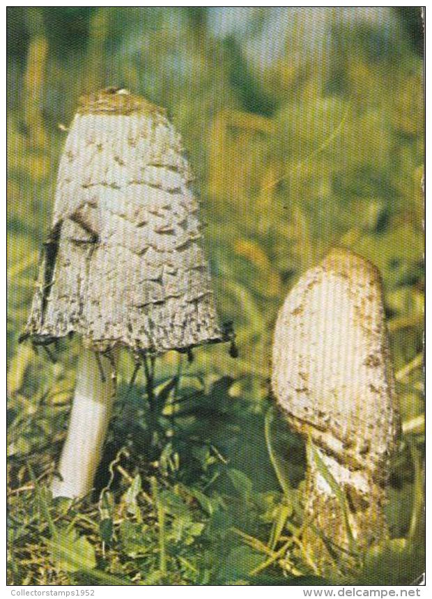 56441- MUSHROOMS - Mushrooms