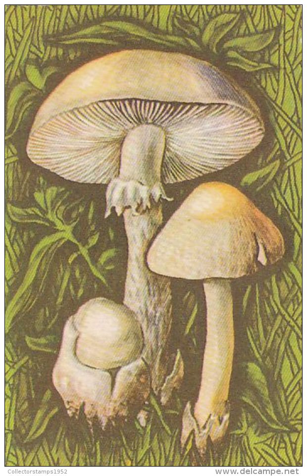 56468- MUSHROOMS - Pilze