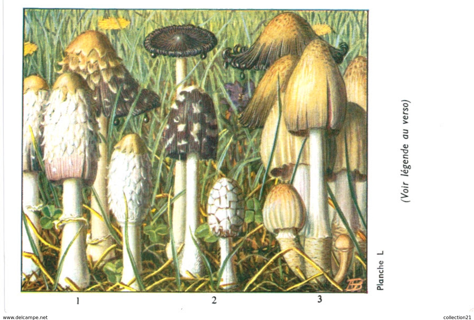 CHAMPIGNON ... PUBLICITE TYZYNE ... COPRIN - Mushrooms