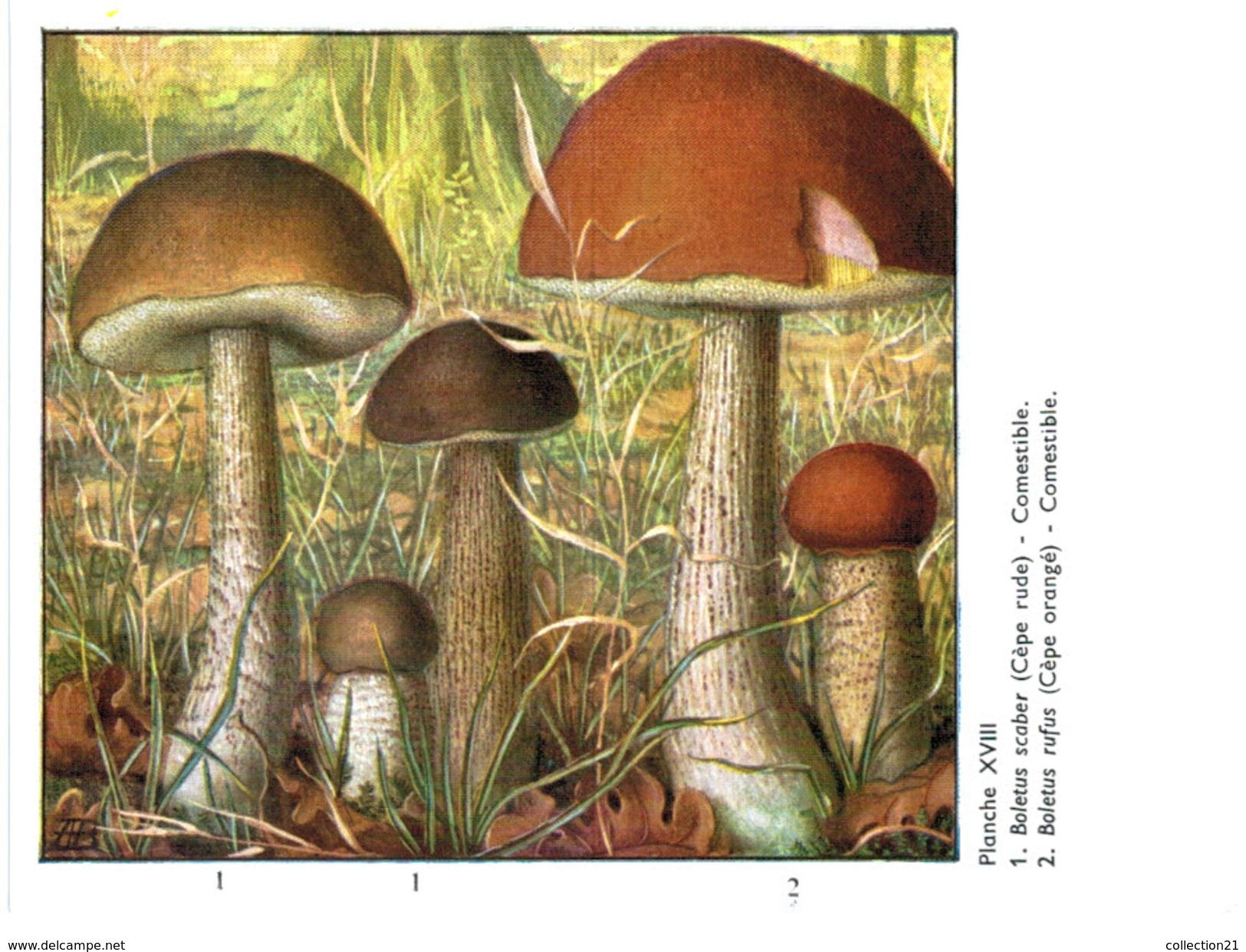 CHAMPIGNON ... PUBLICITE TERRAMYCINE ... OMPHALE  ET PAXILLE - Mushrooms