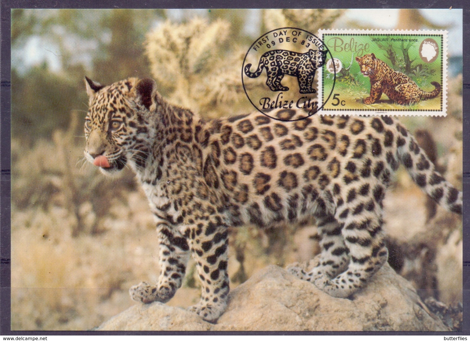 Amerika - Belize - 1983 - **  WWF - Official Maximum Card ** Jaguar - First Day Of Issue 09 Dec 83 - Belize