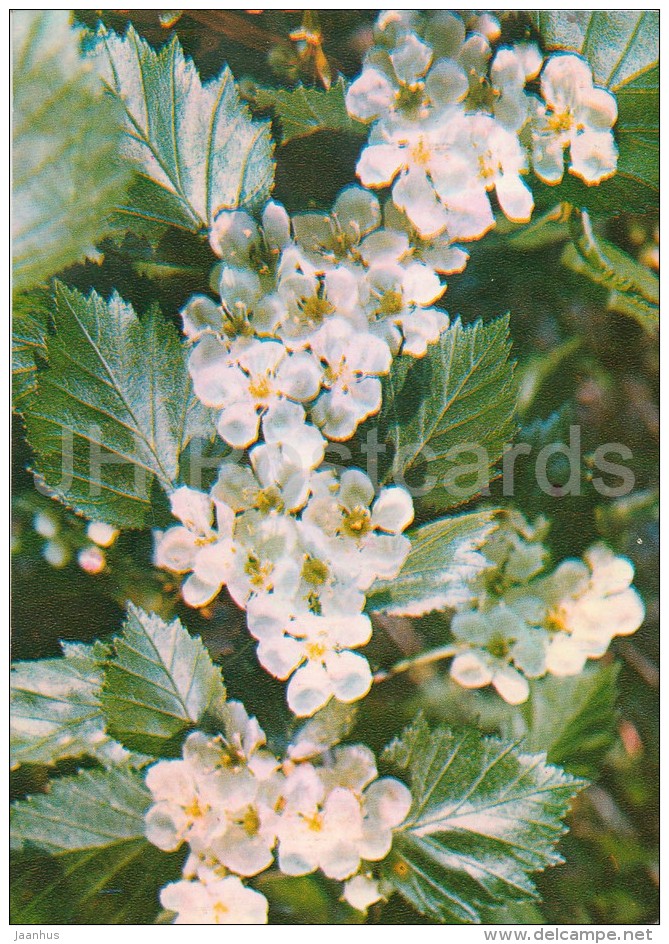 Siberian Hawthorn - Crataegus Sanguinea - Medicinal Plants - Herbs - 1980 - Russia USSR - Unused - Plantes Médicinales