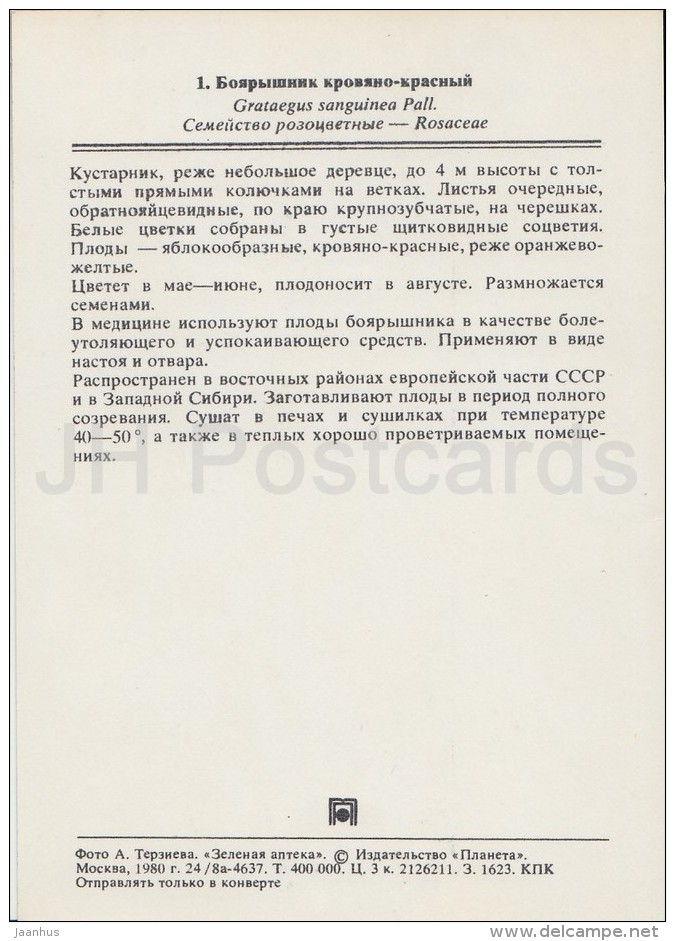 Siberian Hawthorn - Crataegus Sanguinea - Medicinal Plants - Herbs - 1980 - Russia USSR - Unused - Plantes Médicinales