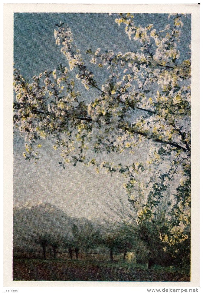 Spring In The Pamirs - 1961 - Tajikistan USSR - Unused - Tajikistan