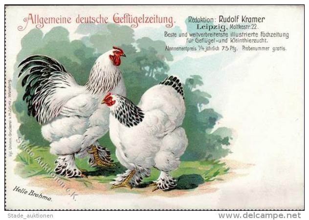 Huhn Helle Brahma K&uuml;nstlerkarte I-II - Non Classificati