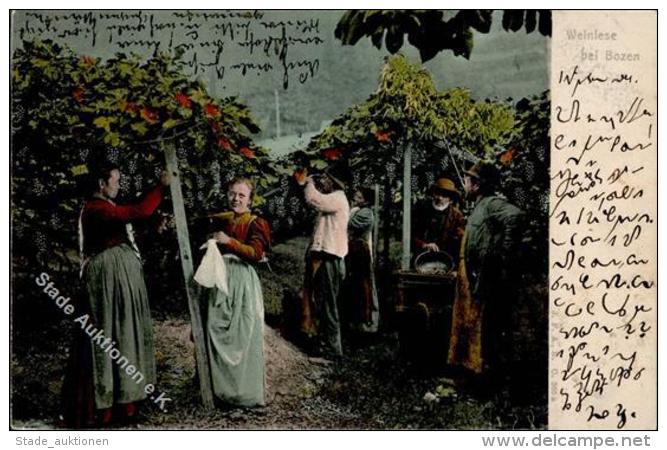 Wein Weinlese Bei Bozen 1906 I-II Vigne - Ohne Zuordnung