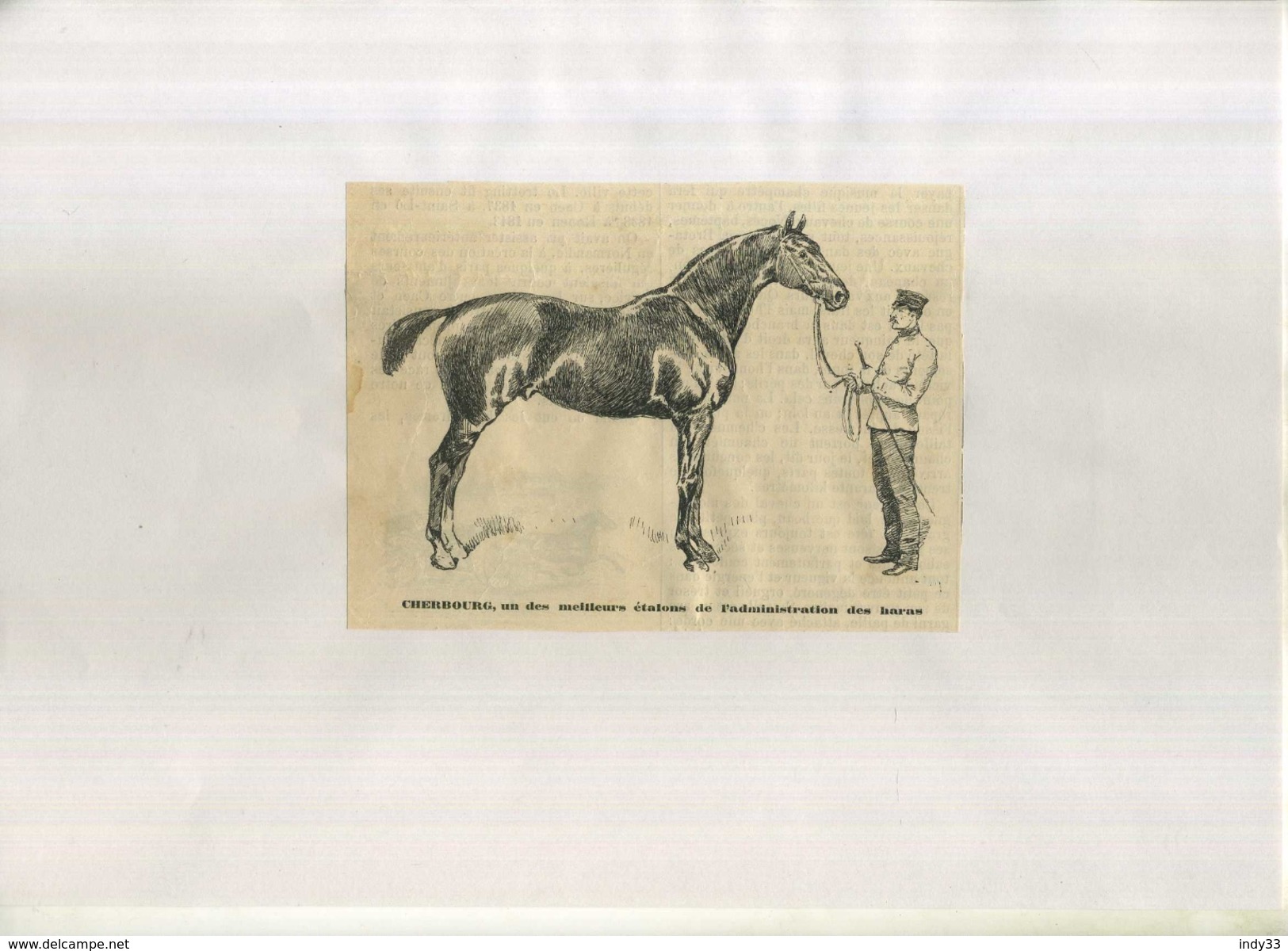 CHEBOURG , UN DES MEILLEURS ETALONS DE L'ADMINISTRATION DES HARAS  . REPRO FIN XIXeS. DECOUPEE ET COLLEE SUR PAPIER . - Equitation