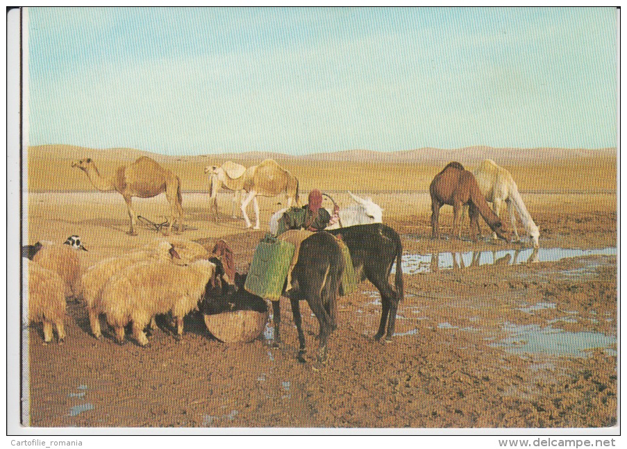 Israel Judean Desert Near The Well In The Desert Muslim People With The Camels And With The Sheeps On The Spring -unused - Asia