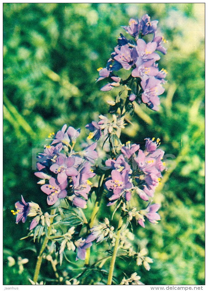 Jacob's Ladder - Polemonium Caeruleum - Medicinal Plants - 1983 - Russia USSR - Unused - Medicinal Plants