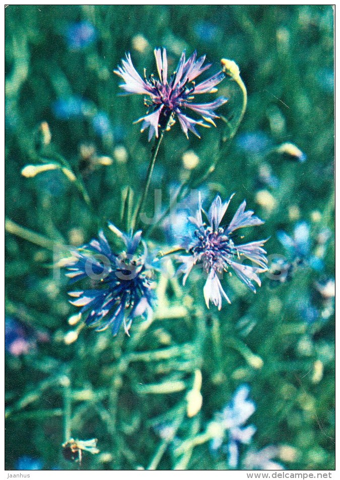 Cornflower - Centaurea Cyanus - Medicinal Plants - 1983 - Russia USSR - Unused - Medicinal Plants