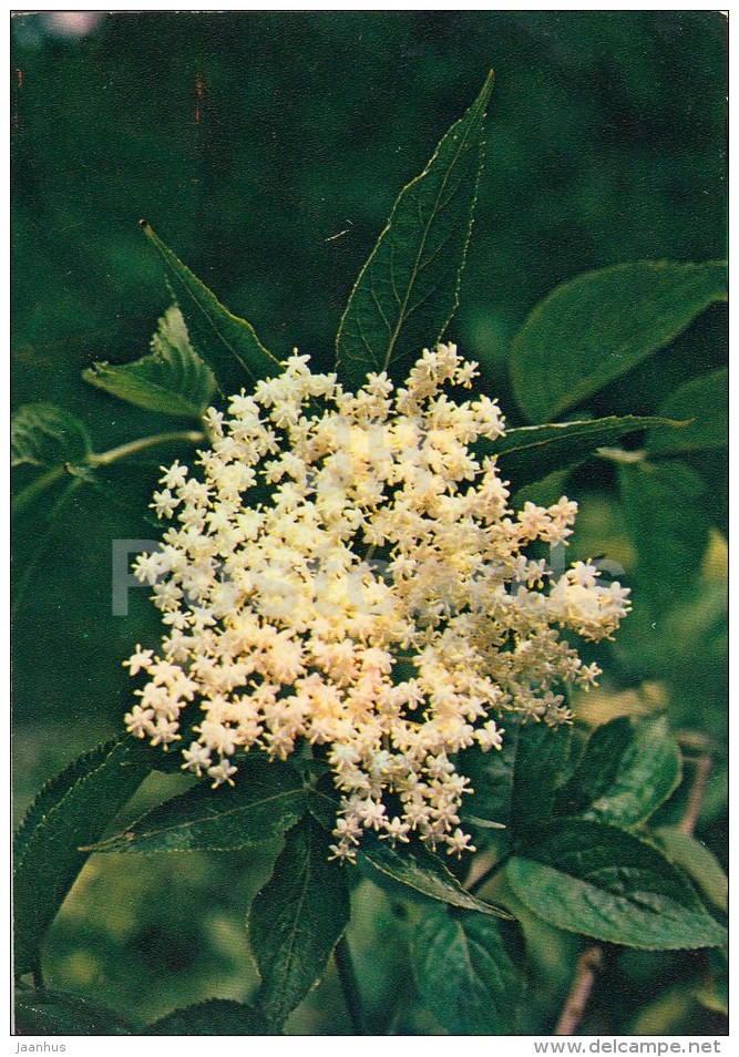 Elder - Sambucus Nigra - Medicinal Plants - 1983 - Russia USSR - Unused - Medicinal Plants