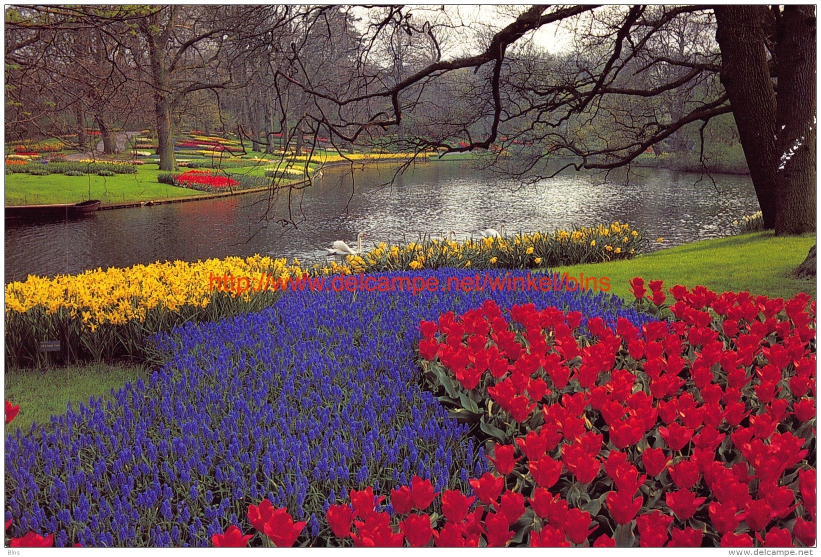 Keukenhof - Lisse - Lisse