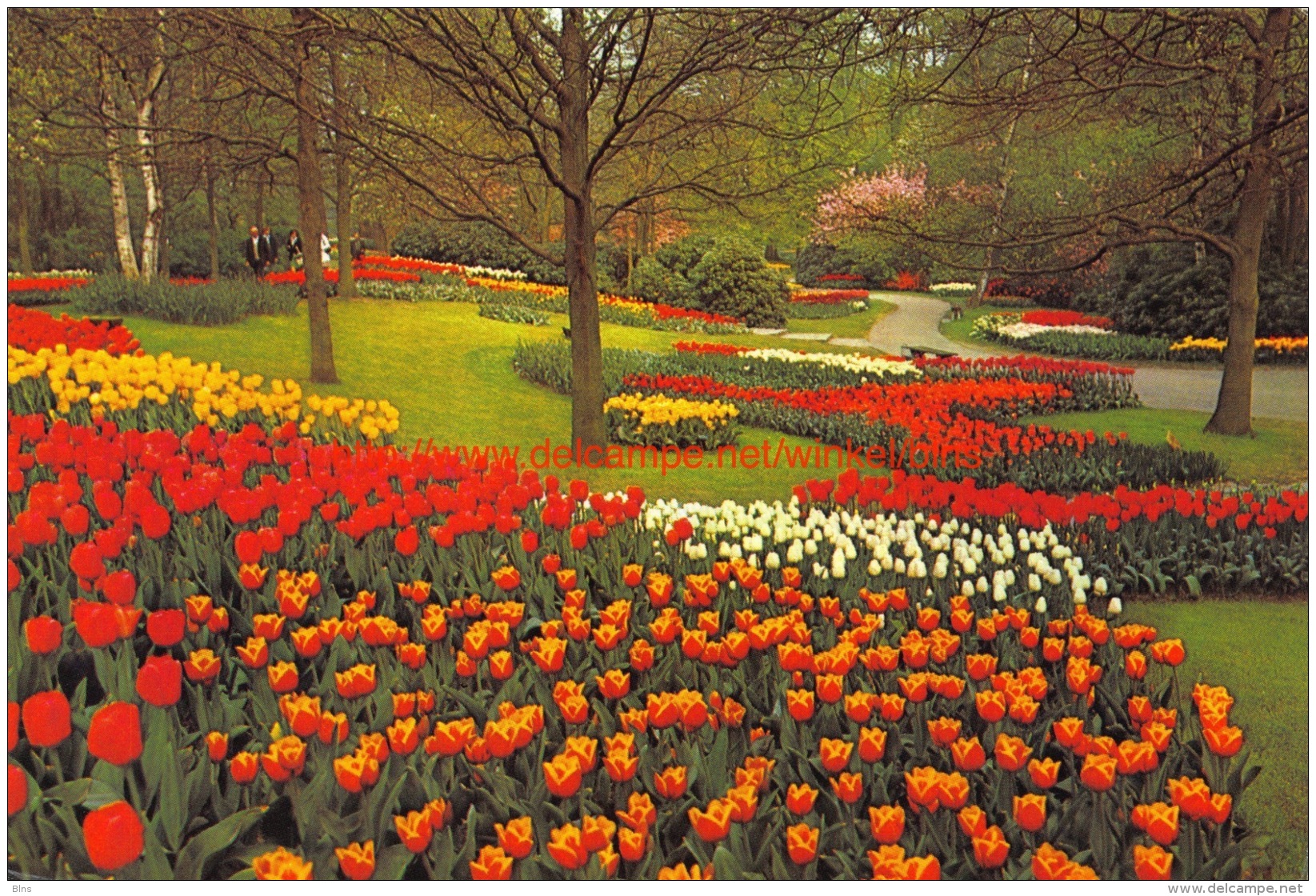 Keukenhof - Lisse - Lisse