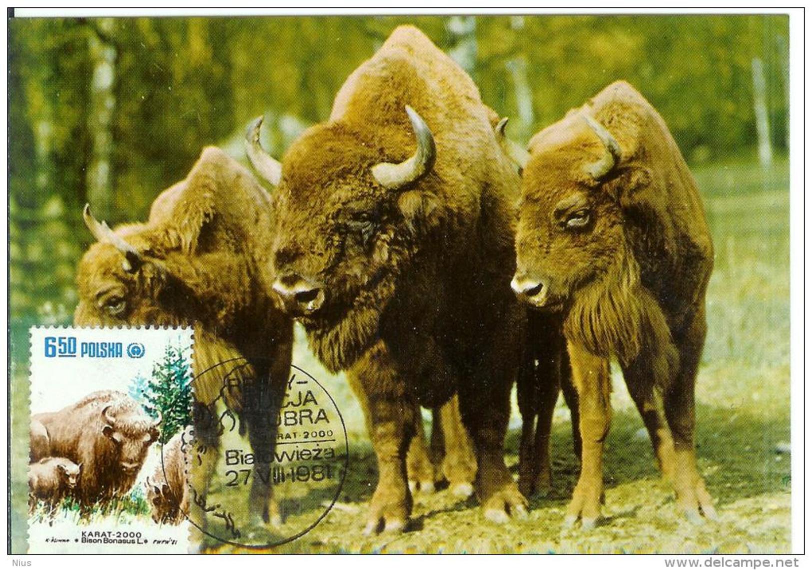 Poland Polska 1981 Fauna Wisent Bison Animal Mammal Canceled In Bialowieza - Maximum Cards