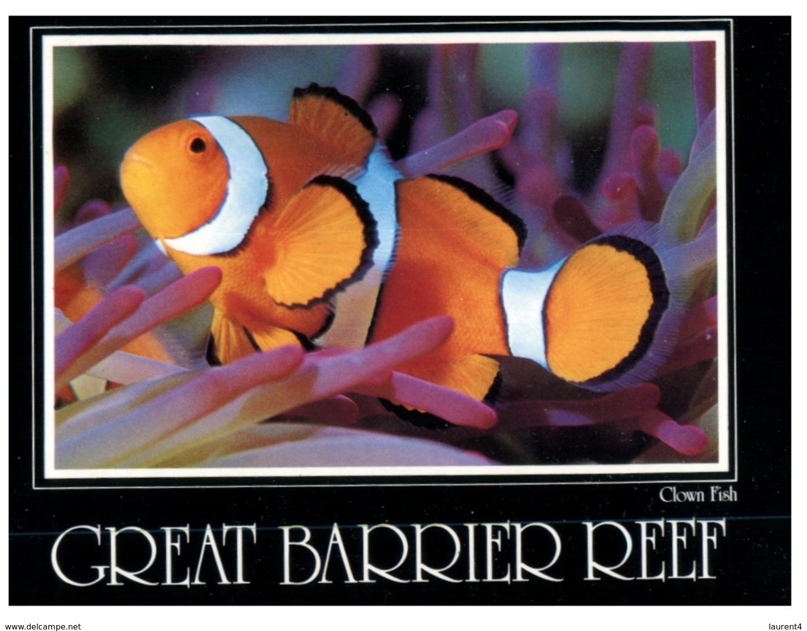 (995) Australia  - (with Stamp At Back Of Card) - QLD - Great Barrier Reef Clown Fish - Great Barrier Reef