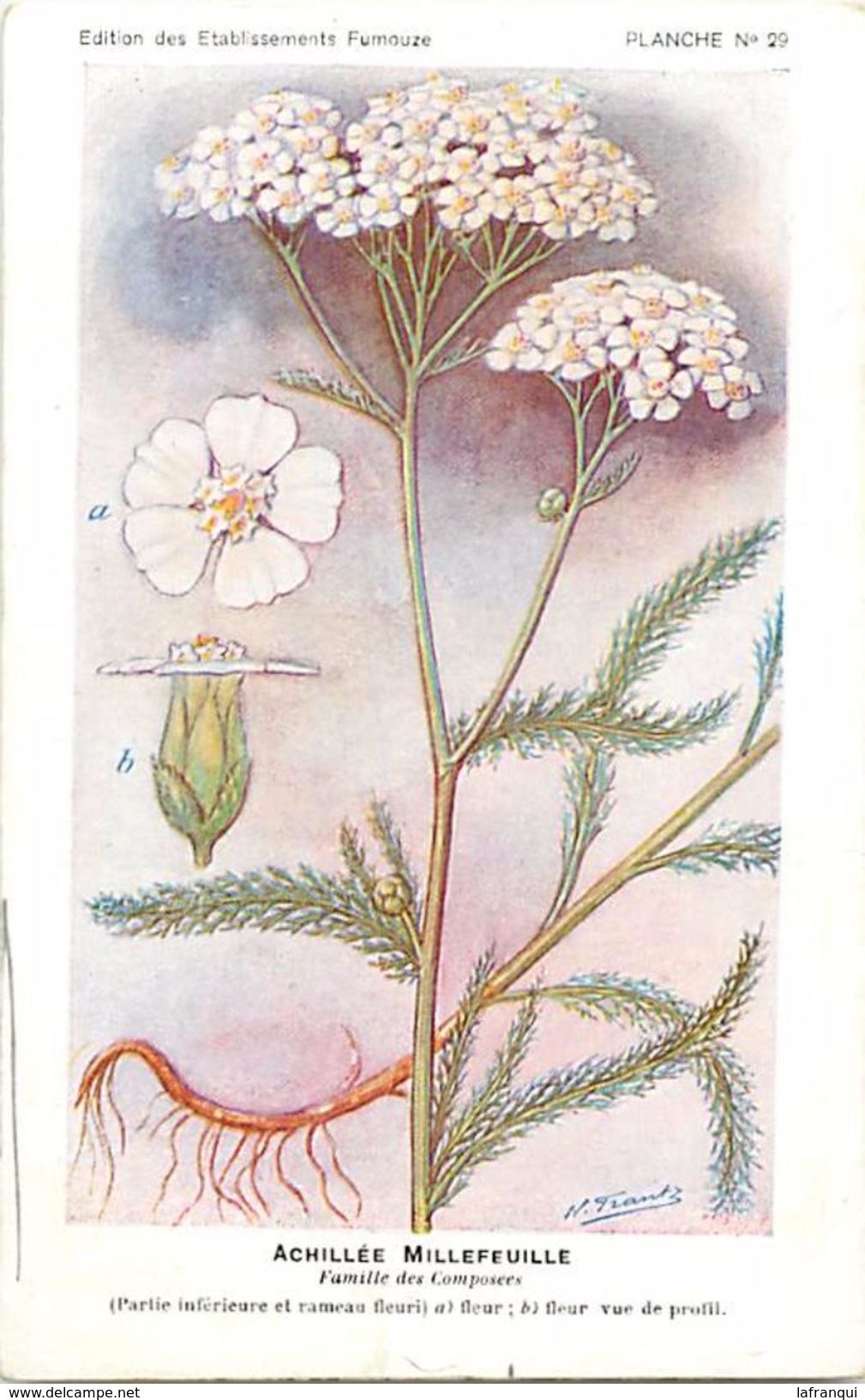 -themes Div- Ref R648- Illustrateurs - Illustrateur Fleurs - Plantes Medicinales -les Plantes Utiles- Achillée Millefeui - Medicinal Plants