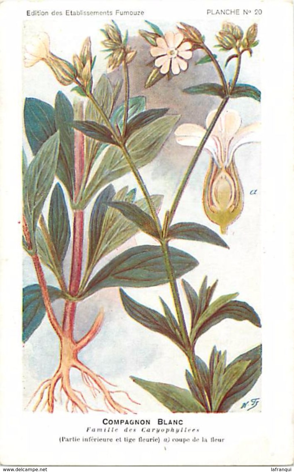 -themes Div- Ref R645- Illustrateurs - Illustrateur Fleurs Frantz - Plantes Medicinales - Compagnon Blanc - - Medicinal Plants