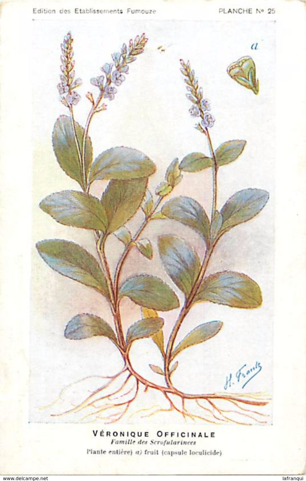 -themes Div- Ref R632- Illustrateurs - Illustrateur Fleurs Frantz - Plantes Medicinales - Veronique Officinale - - Medicinal Plants