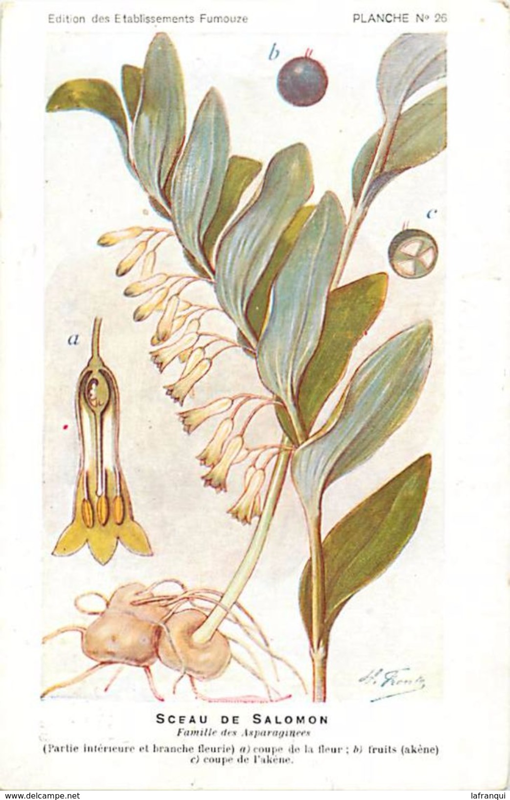 -themes Div- Ref R629- Illustrateurs - Illustrateur Fleurs Frantz - Plantes Medicinales - Sceau De Salomon  - - Medicinal Plants