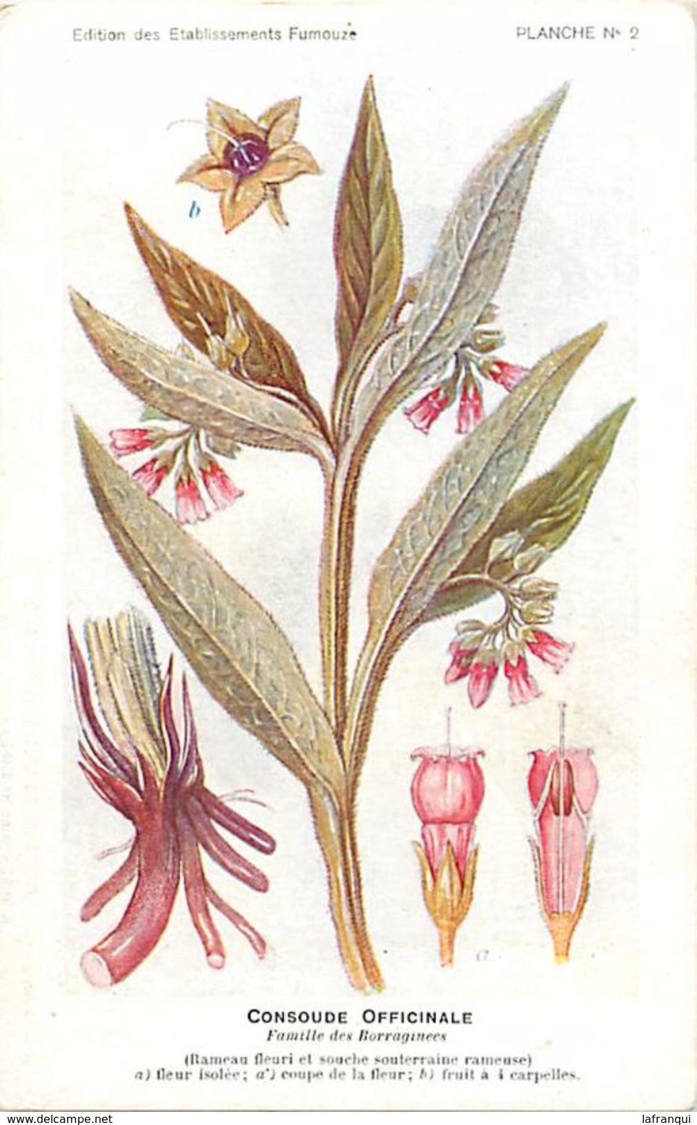-themes Div- Ref R626- Illustrateurs - Illustrateur Fleurs Frantz - Plantes Medicinales - Consoude Officinale - - Medicinal Plants