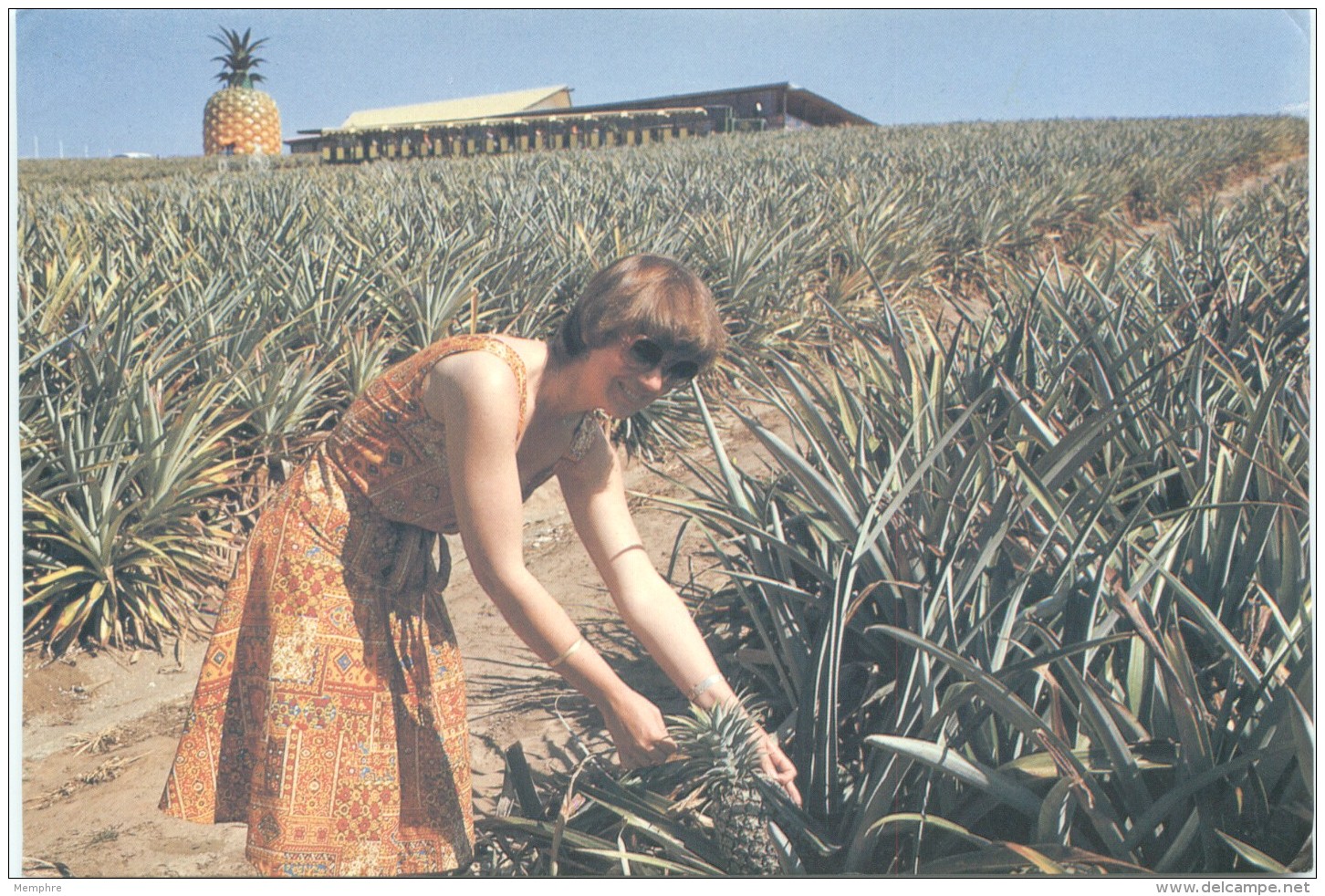 1980  View Card  Pineapple Plantation - #2-Q3 - Used - Postal Stationery