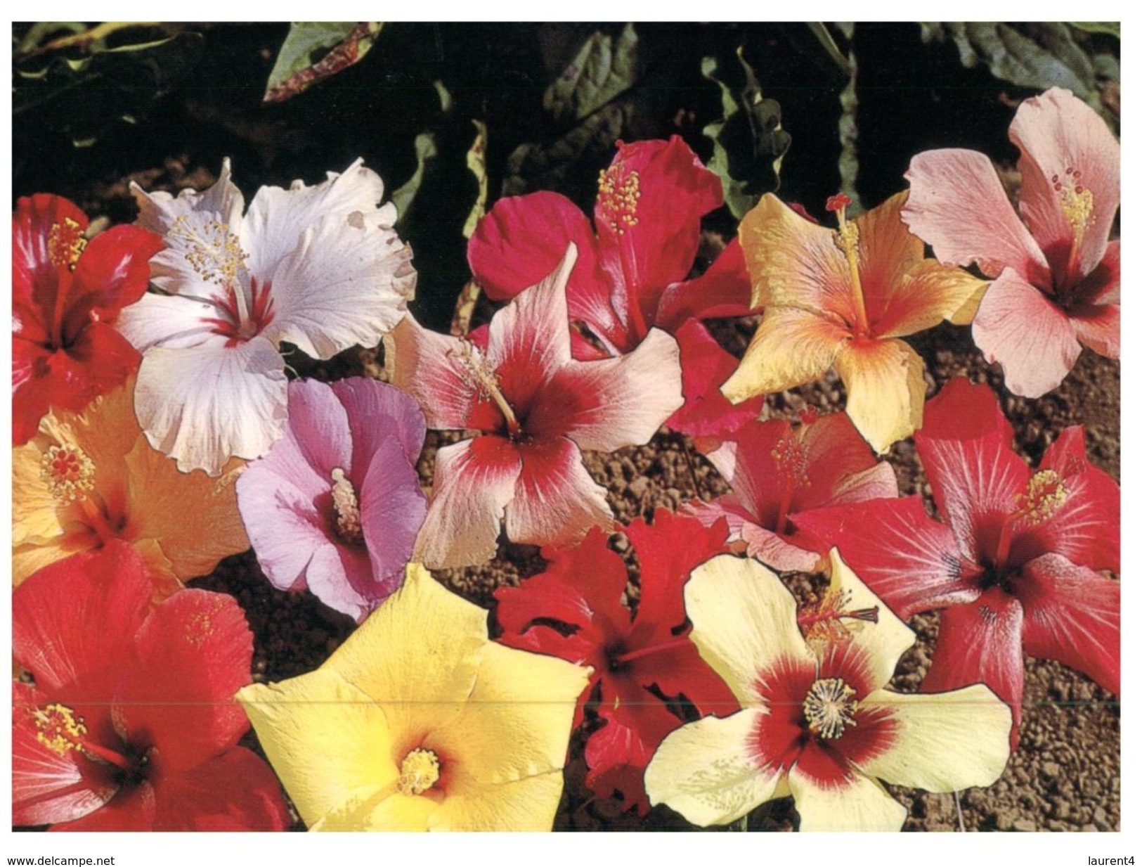 (842) Vanuatu Hibiscus Flowers (with Orchid Stamp At Back Of Card) - Vanuatu