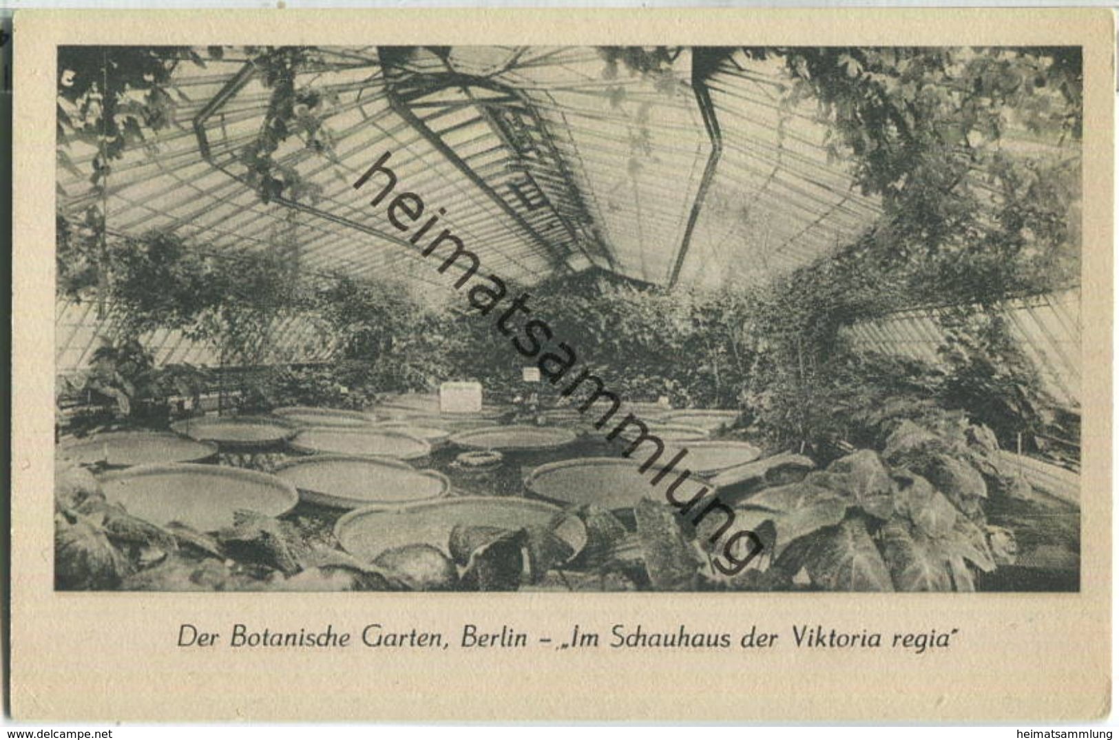 Berlin - Der Botanische Garten Berlin - Im Schauhaus Der Viktoria Regia - Dahlem