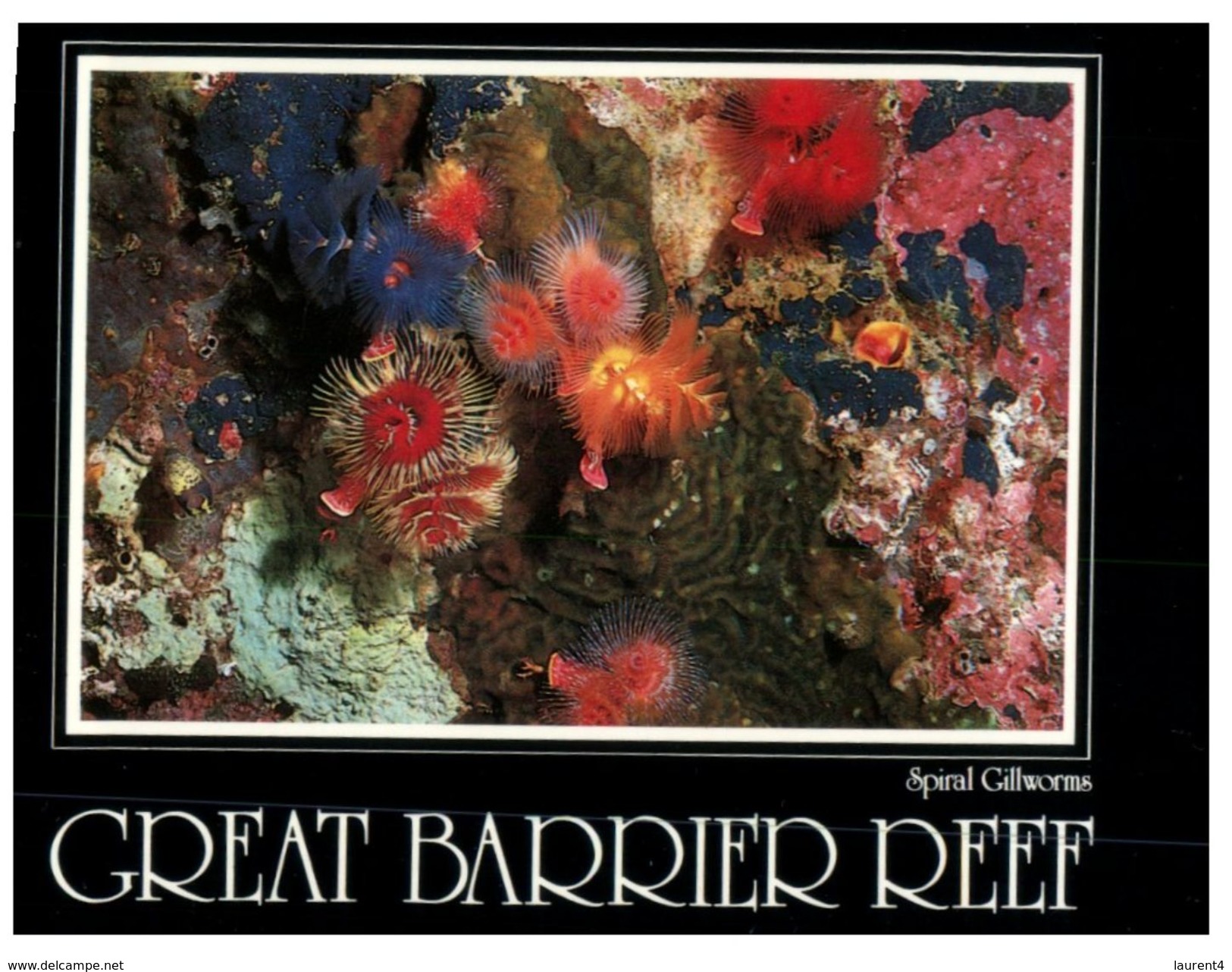 (996) Australia -  QLD - Great Barrier Reef - Great Barrier Reef