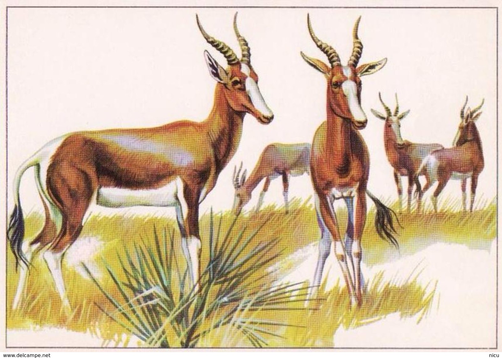 ANIMALS - BLESBOK (Damaliscus Dorcas) - Tiergarten