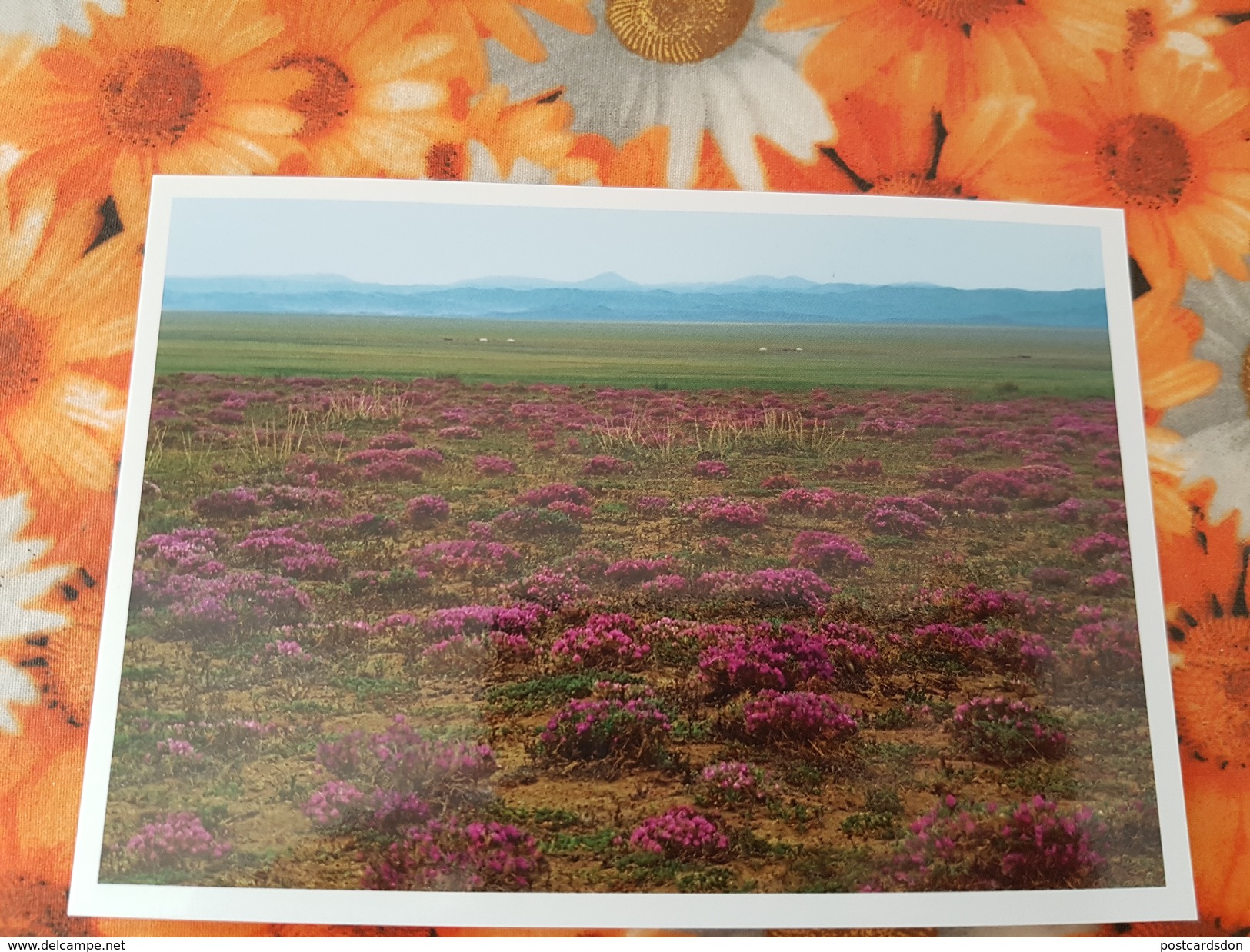 Mongolia. Desert In Bloom - Modern Postcard - Mongolia