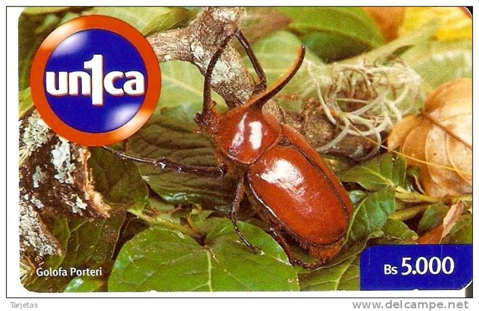 TARJETA DE VENEZUELA DE UN ESCARABAJO  (INSECTO-INSECT) - Other & Unclassified