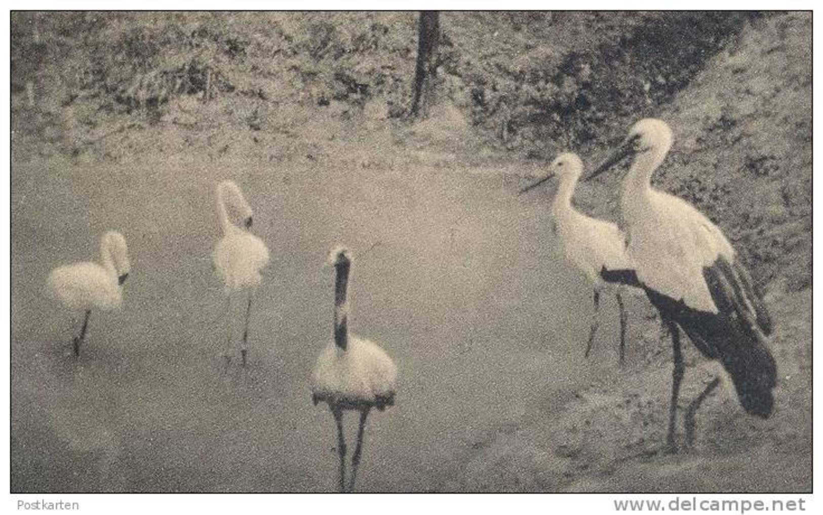 ALTE POSTKARTE HAMM TIER- & PFLANZENGARTEN-VEREIN ZOO REH DEER CHEVREUIL WASCHBÄR STORCH Stork Coon Beflaggung - Hamm