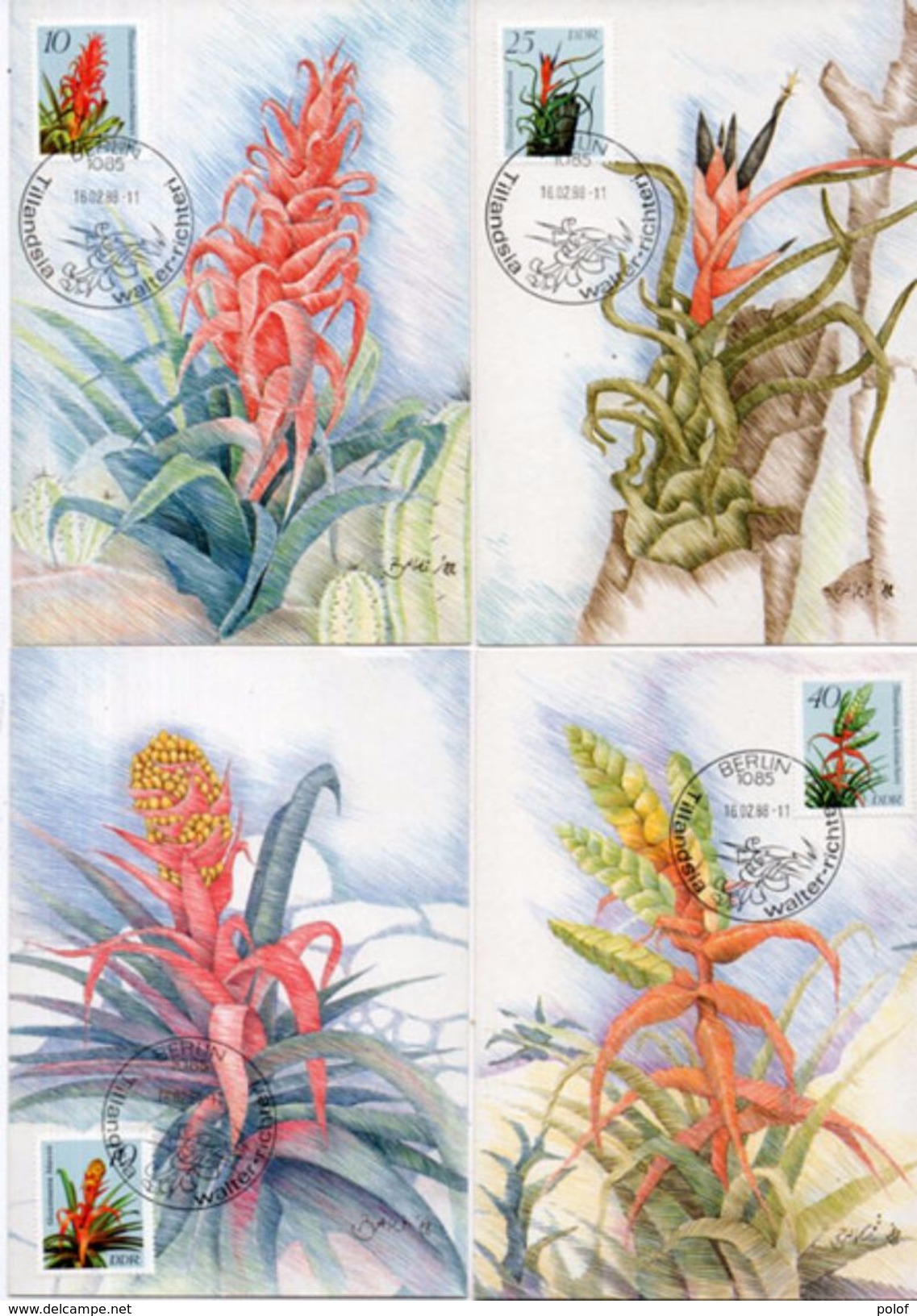 4 Cartes Maximum - Fleurs - Bromelien - Guzmania Blasii - Tillandsia Macrochlamys - Biulbosa, Kalmbacheri  (100356) - Covers & Documents
